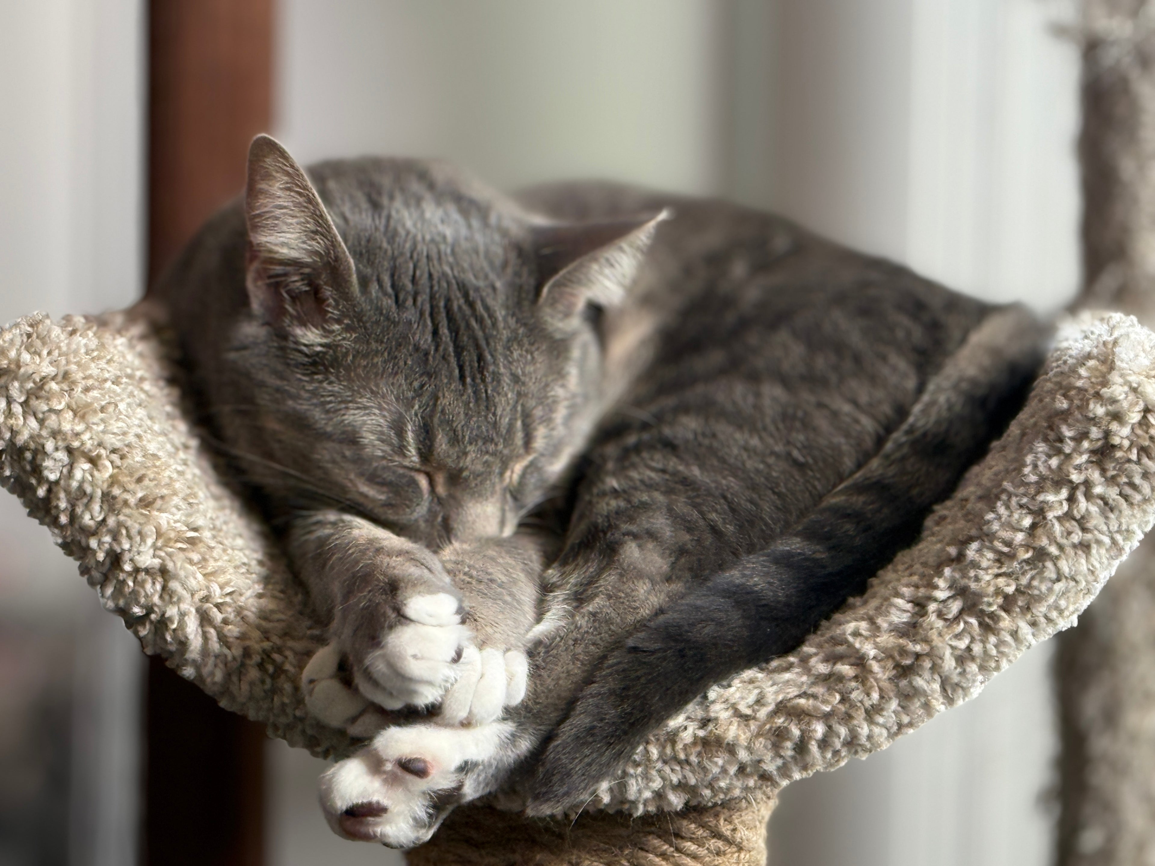 পাতা যা দেখতে ল্যান্ড বিফোর টাইমের পাতার মতো