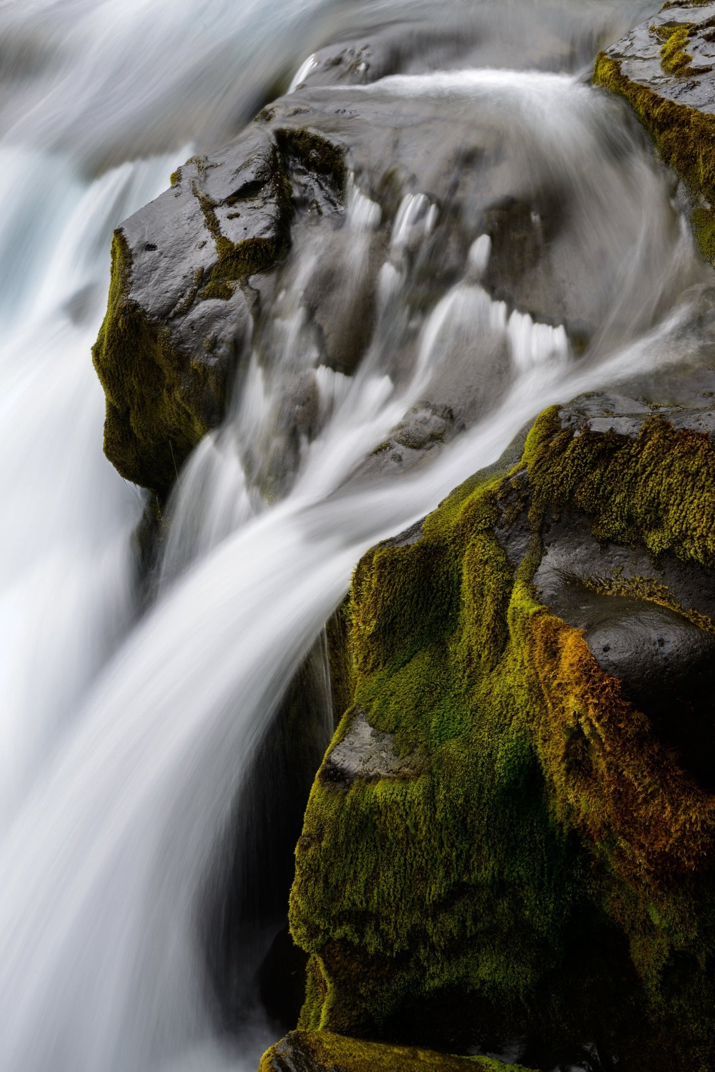 Flower and waterfall