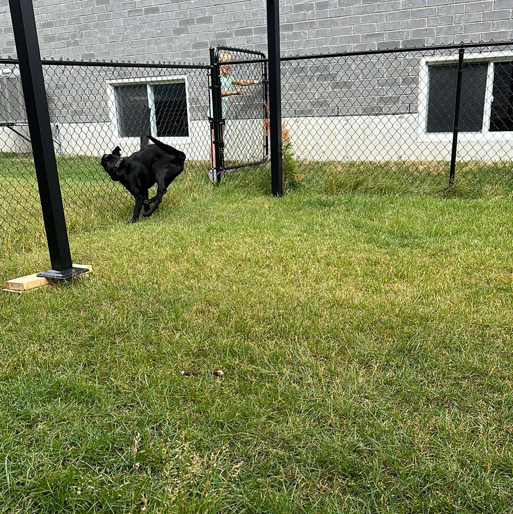 একটি ব্যস্ত কুকুরছানা