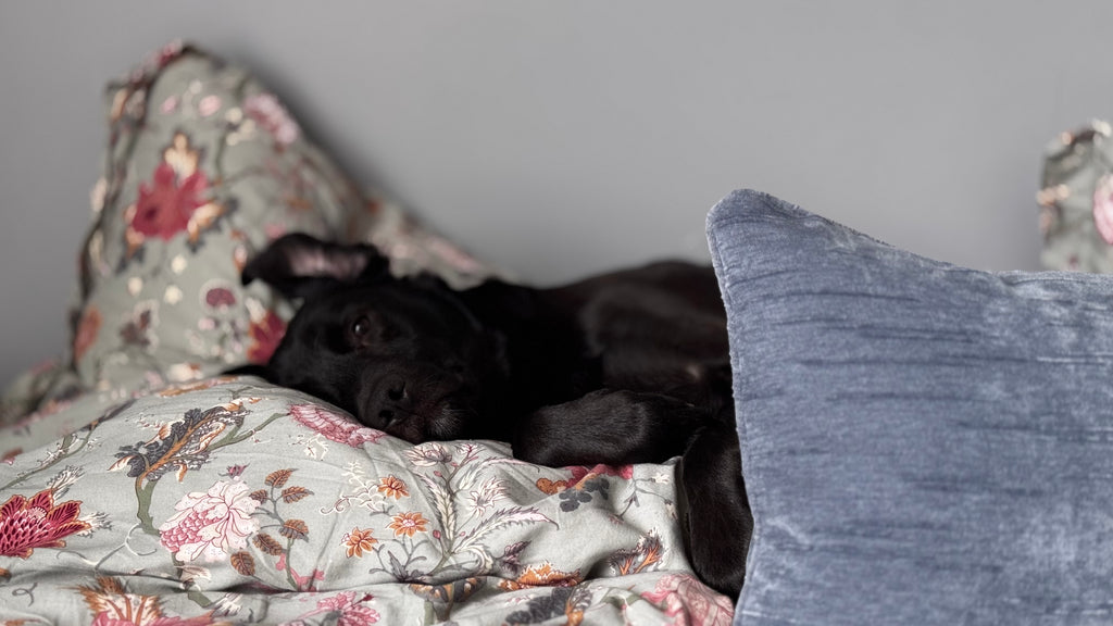 একটি ব্যস্ত কুকুরছানা