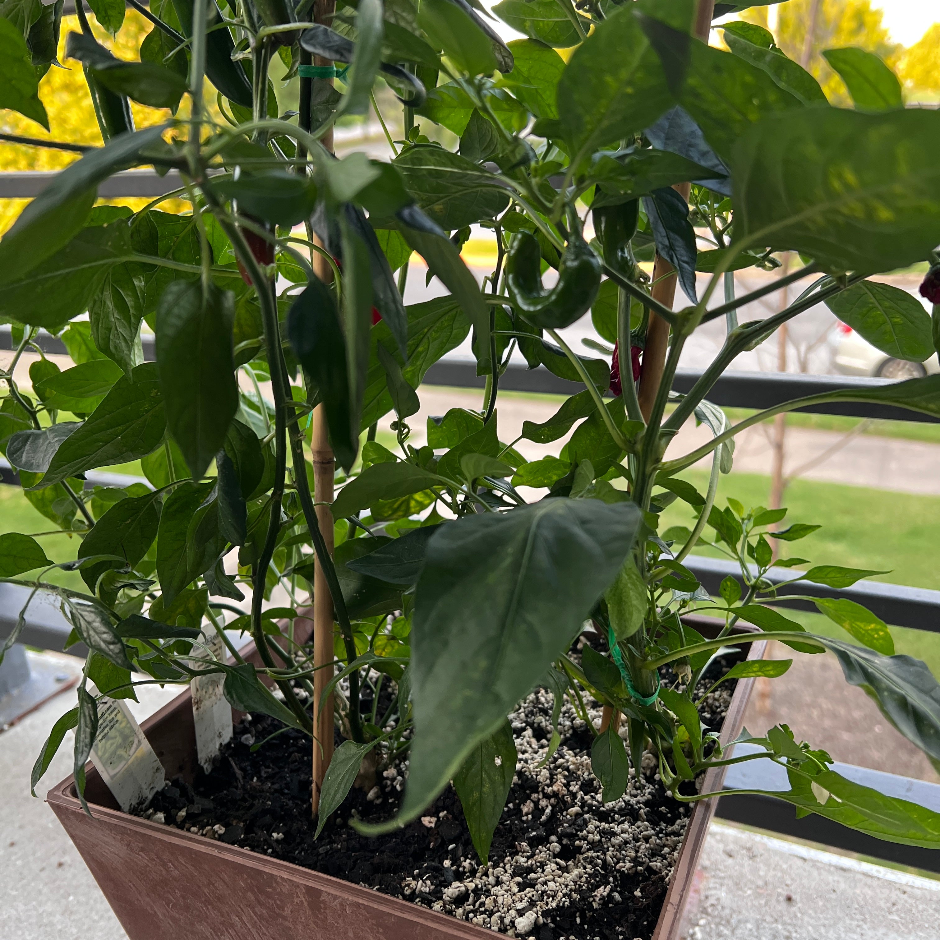 অলিভিয়ার বাগানের গাছপালা