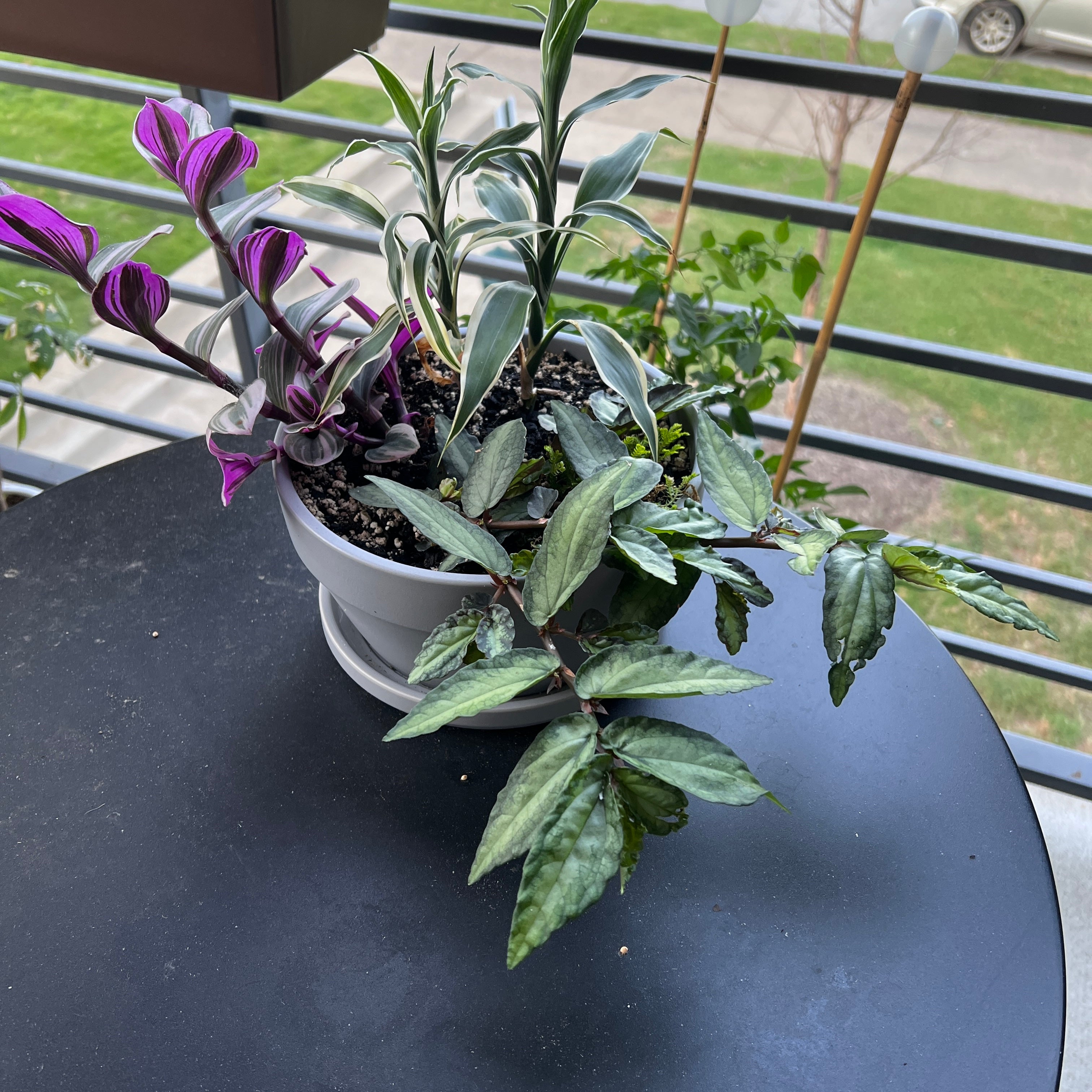 অলিভিয়ার বাগানের গাছপালা