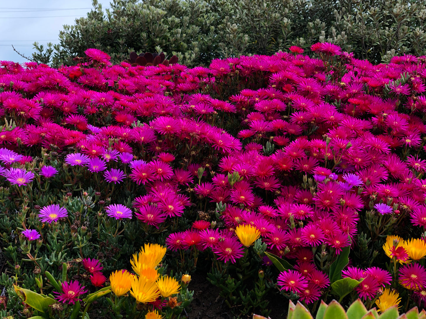 Flower and waterfall