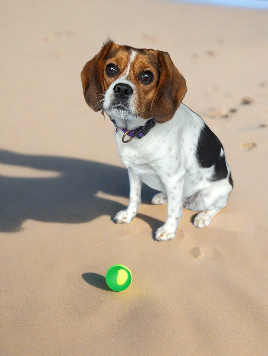 একটি বৈকল্পিক যোগ করুন