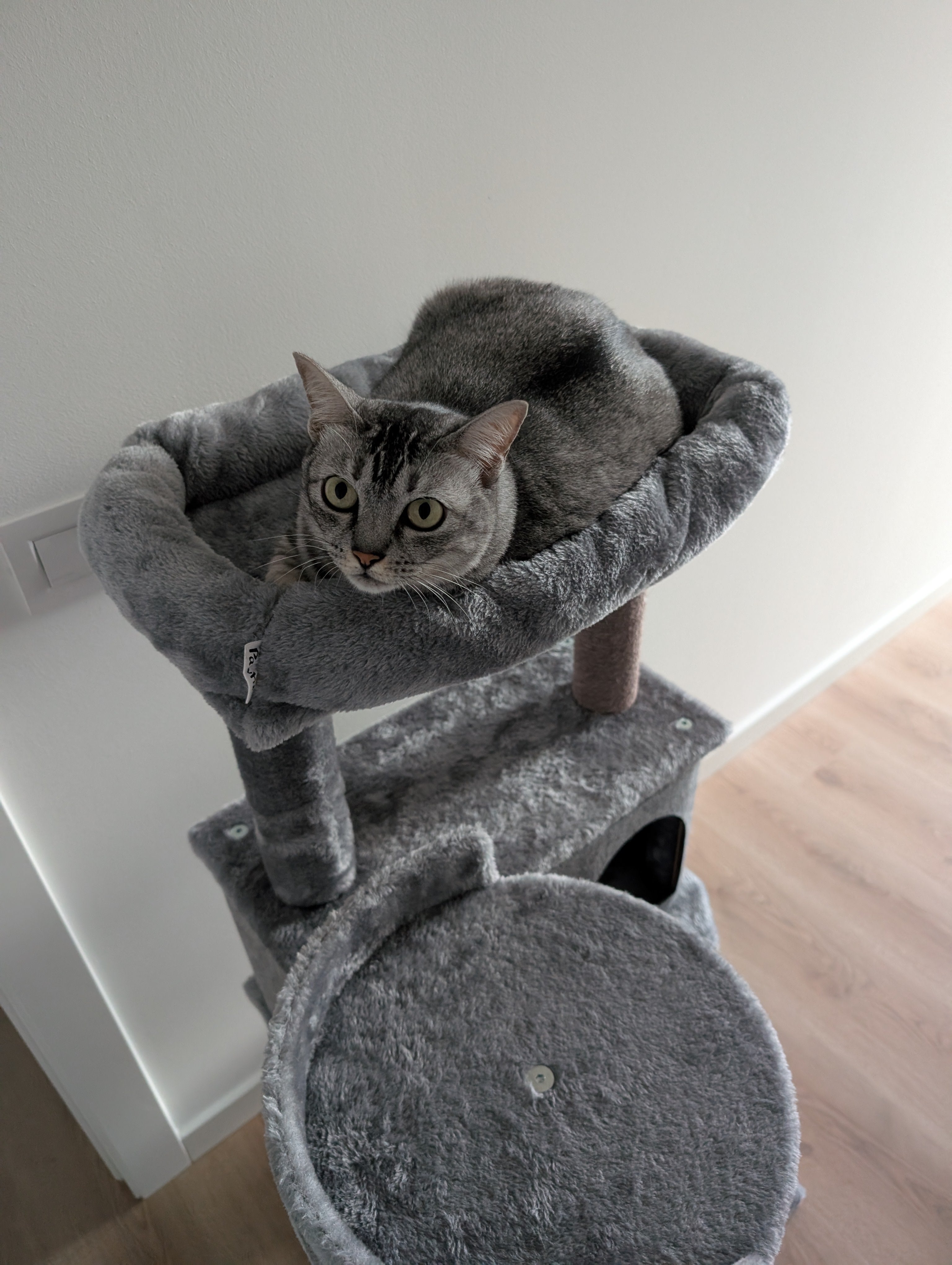 (Copy) cat - A Better Looking Shop