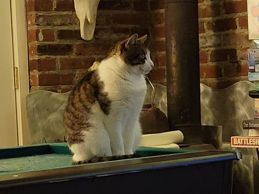 Cats - A Better Looking Shop