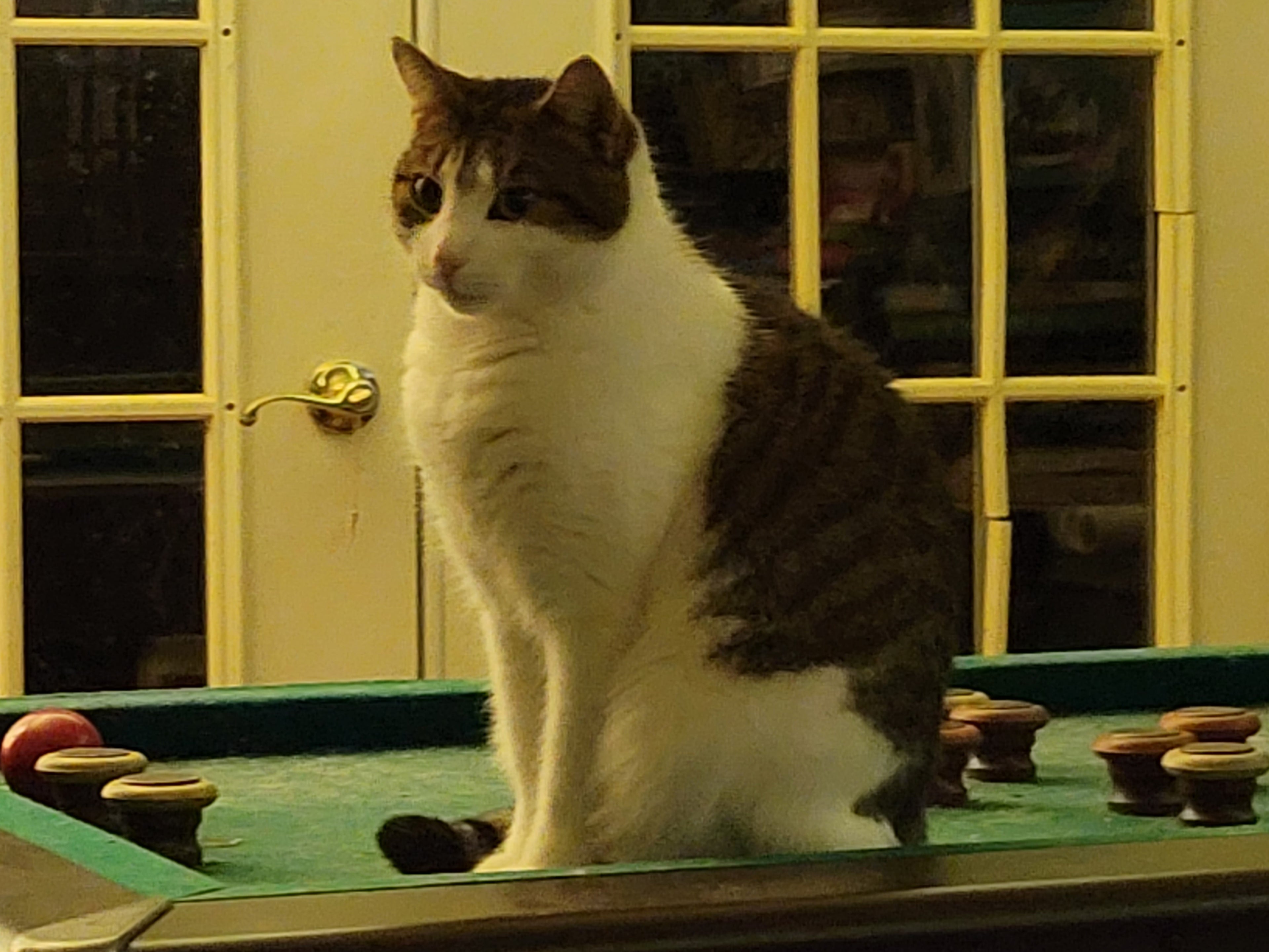 Cats - A Better Looking Shop