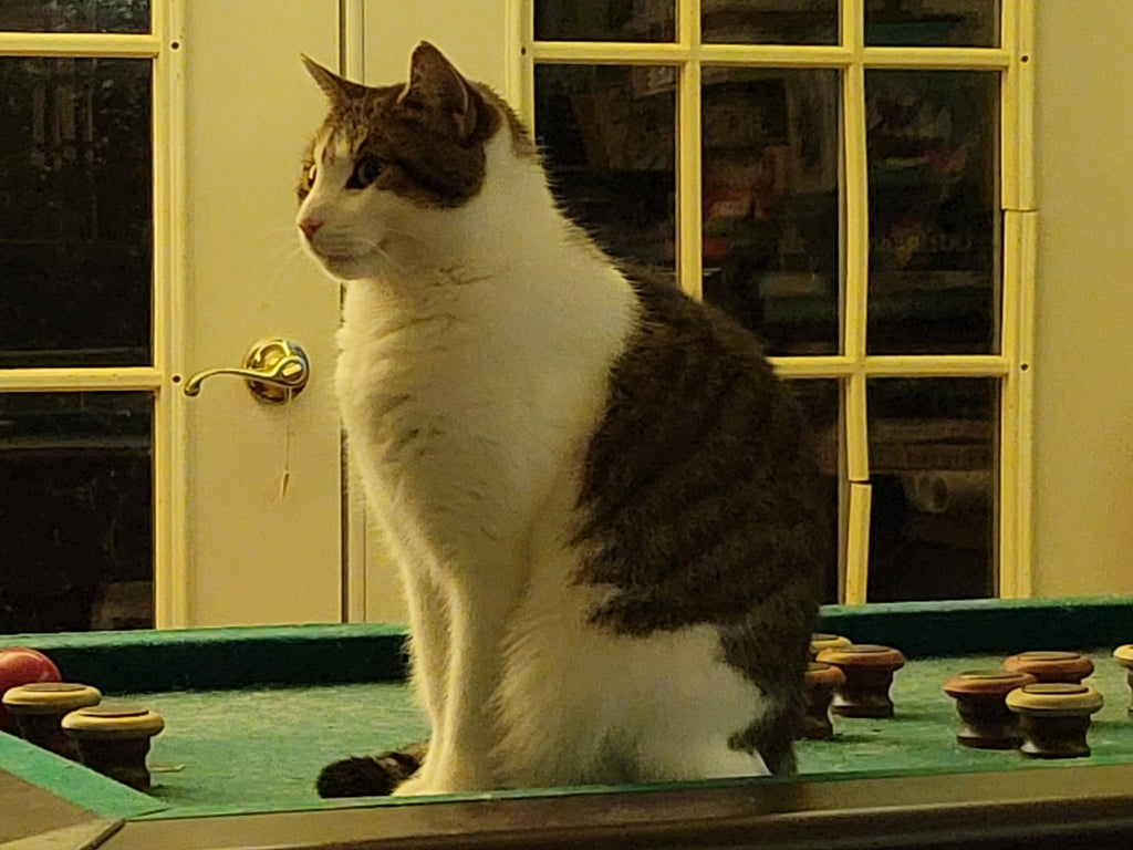 Cats - A Better Looking Shop