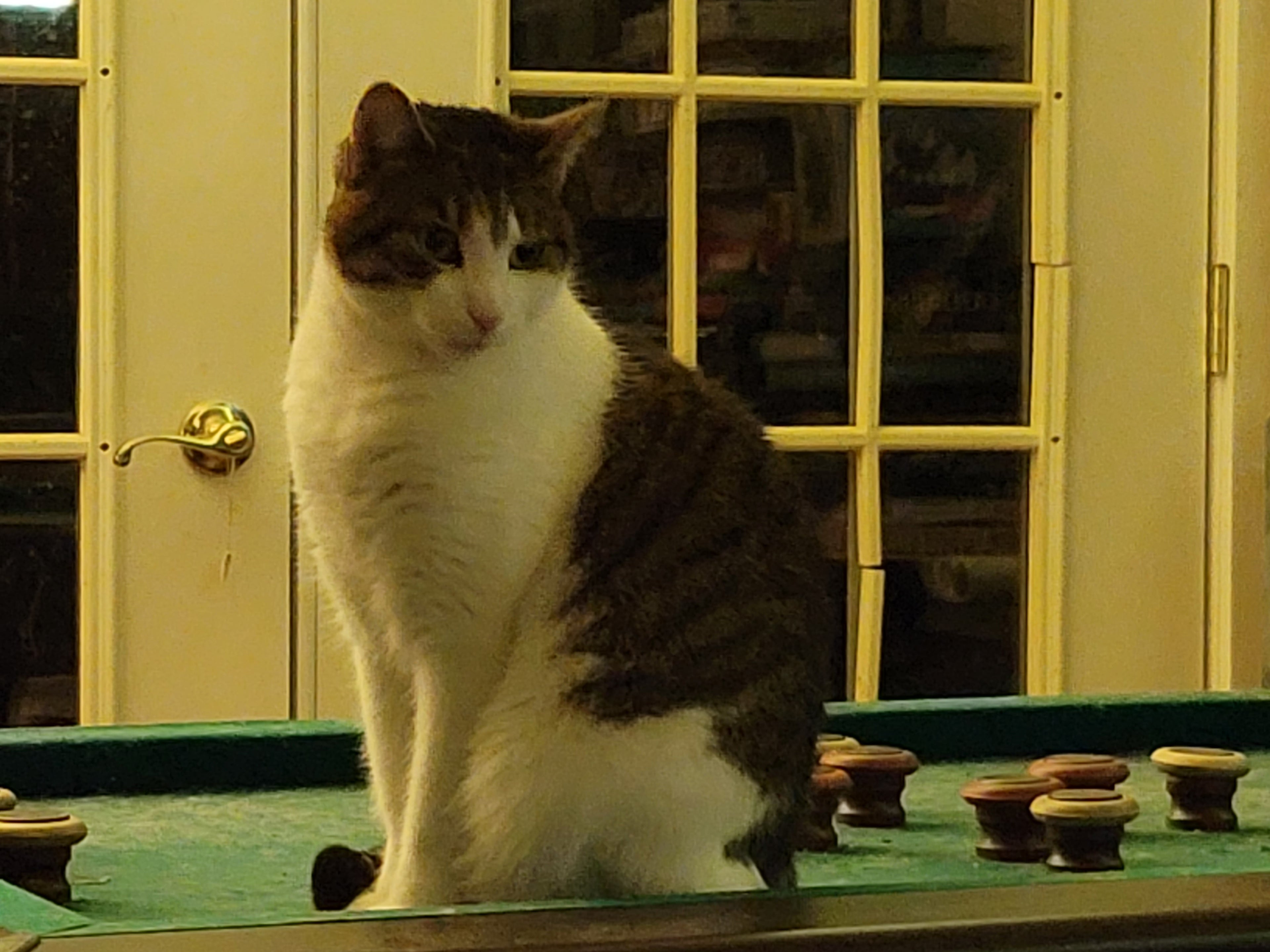 Cats - A Better Looking Shop