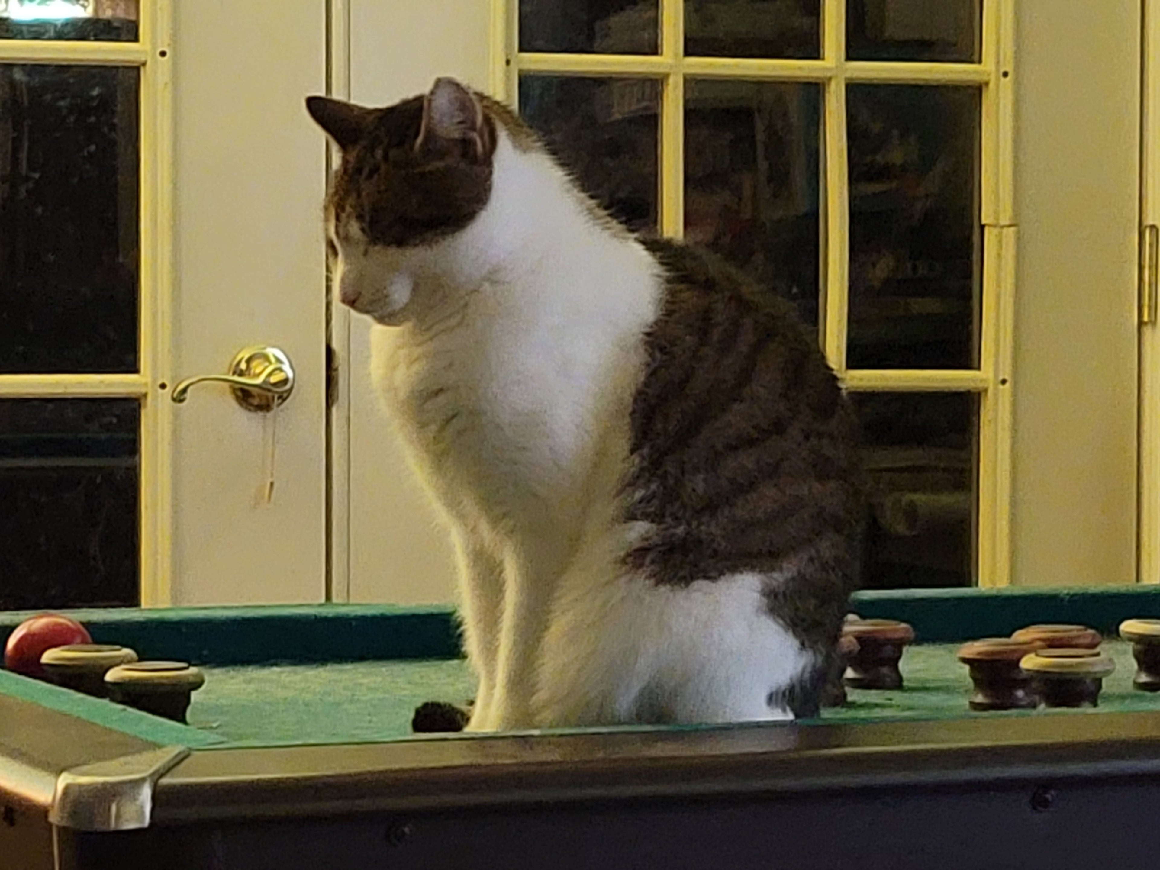 Cats - A Better Looking Shop