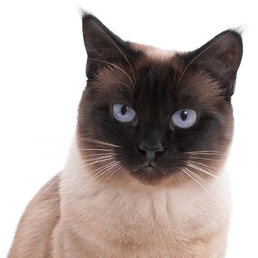 Siamese cat