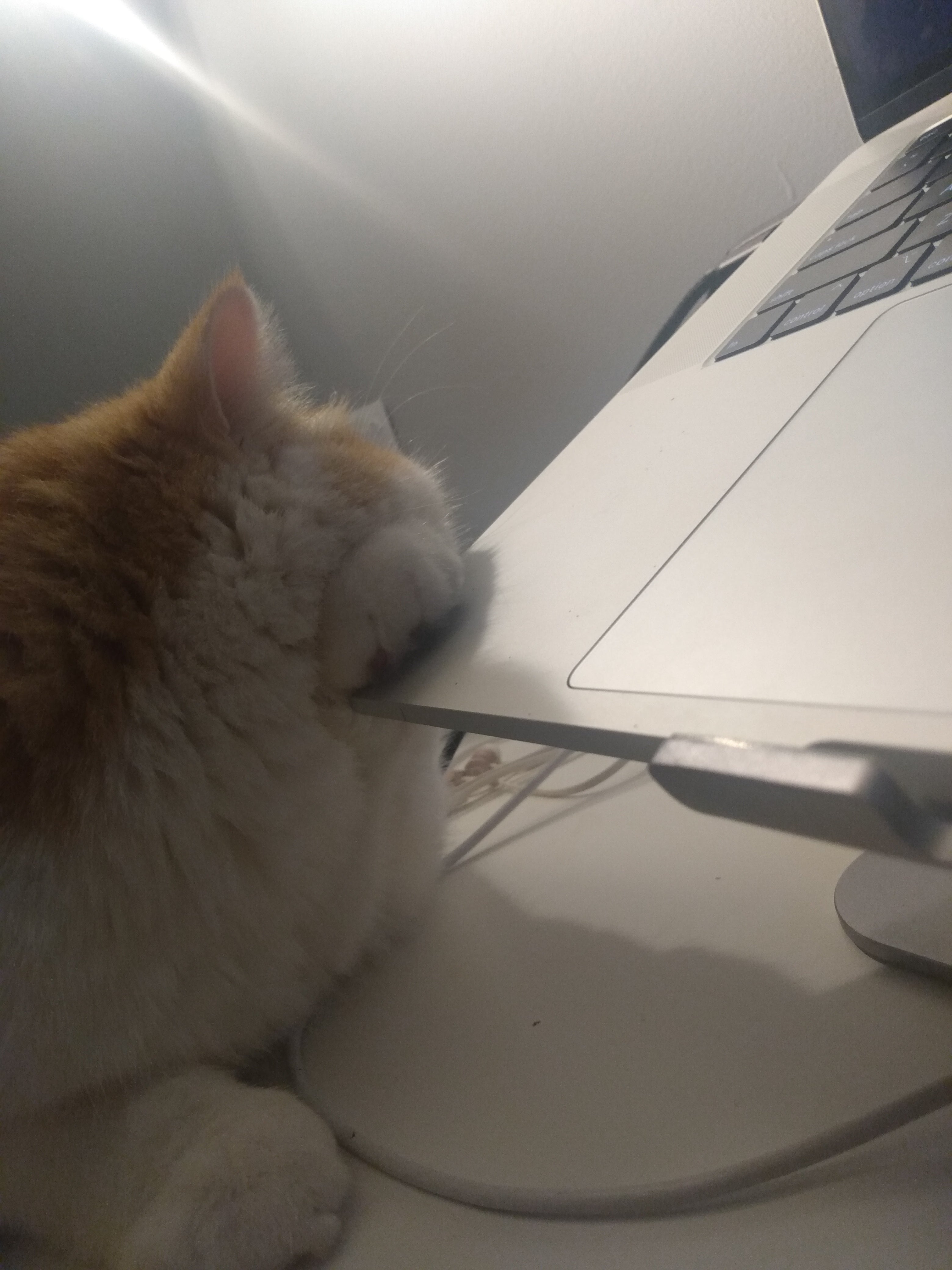 Cats - A Better Looking Shop