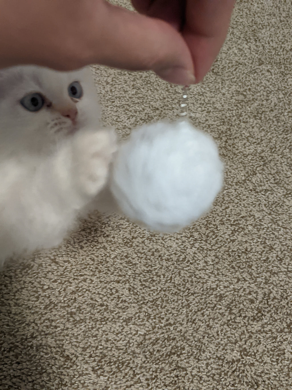 Cute cat - A Better Looking Shop