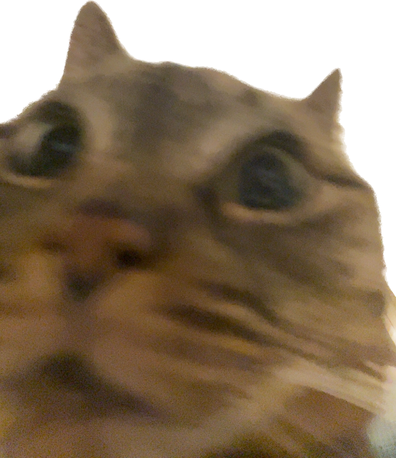 Stella - A Better Looking Shop