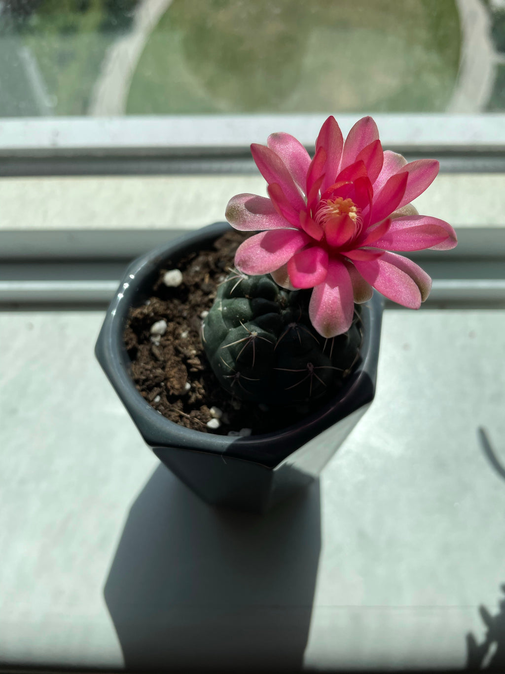 Cats - A Better Looking Shop