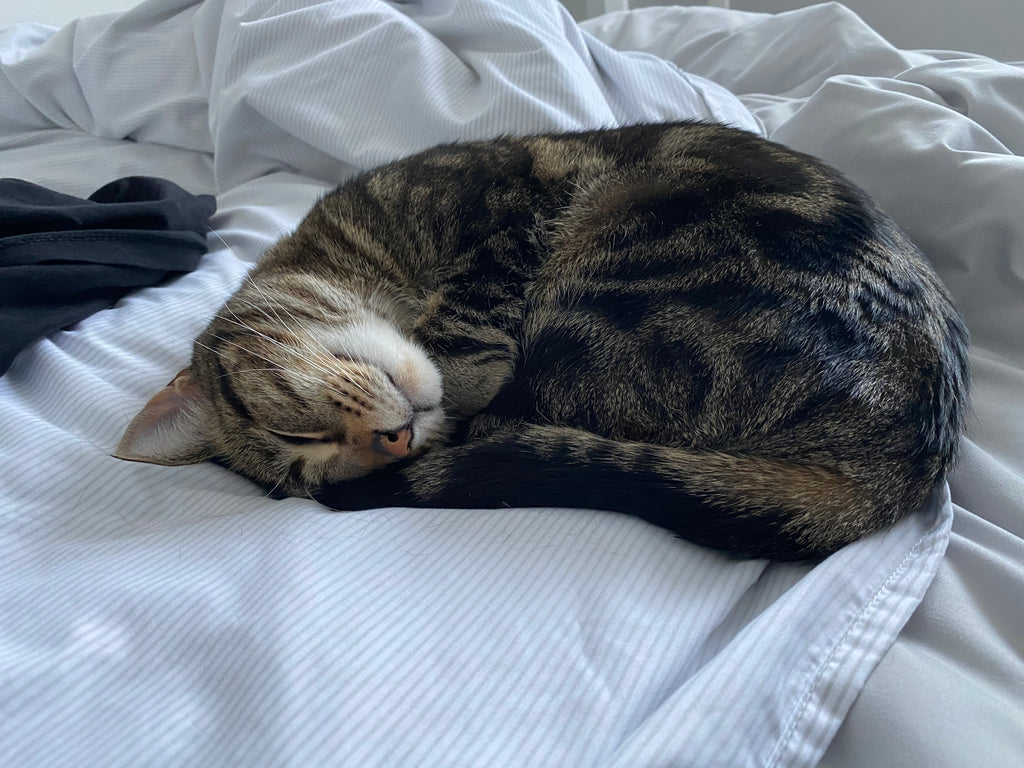 Y - A Better Looking Shop