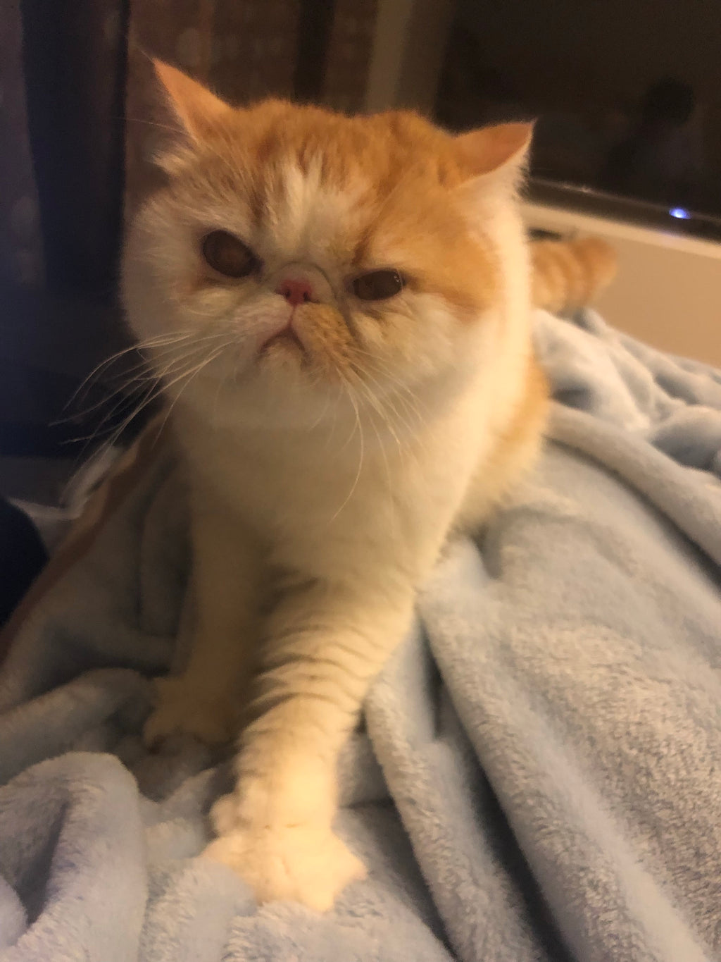 Cute cat - A Better Looking Shop